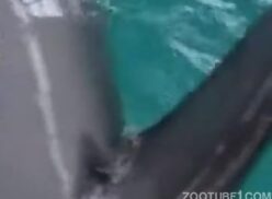 Fazendo sexo amador com golfinho safado