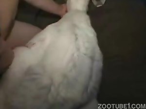 Sexo com cabra dentro do curral