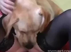 Cachorro de raça olhando para a buceta muito gostosa