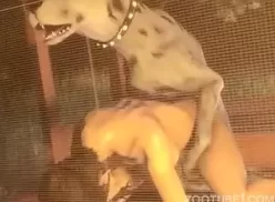 Cachorro em video hentai subindo na mulher e gozando