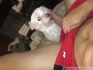 Cachorro pequeno com um pau grande na sua boca
