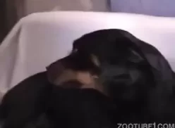 Cão preto olhando sua dona sentar em cima do caralho
