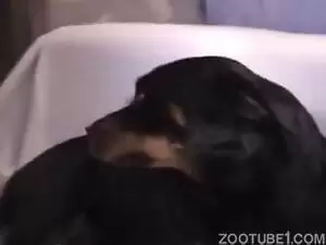 Cão preto olhando sua dona sentar em cima do caralho