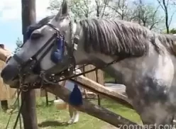 Cavalo olhando para mulher gostosa e ficando excitado