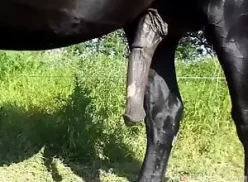 Cavalo preto no pasto mostrando o seu pau grande