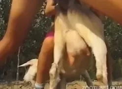 Homem brincando com seu cachorro branco em video