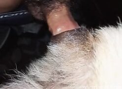 Homem em video porno colocando cão pra chupar rola