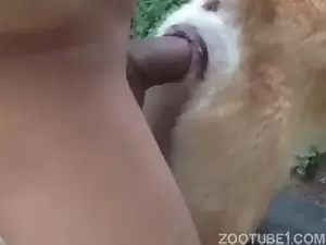 Homem metendo a rola na cachorra da sua esposa