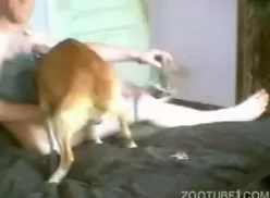 Homem na cama batendo punheta em porno zoo