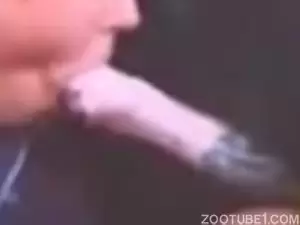 Mulher em video engolir todo o esperma do cavalo