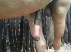 Mulher impressionada com o tamanho da rola do cavalo
