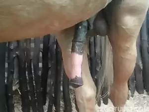 Mulher impressionada com o tamanho da rola do cavalo
