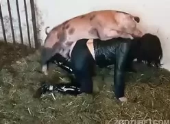 Mulher na fazenda fazendo sexo com um porco