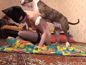 Pitbull subindo em cima da mulher magrinha no porno