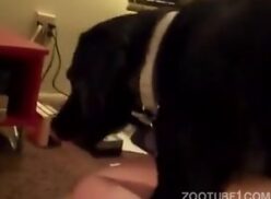 Porno de cachorro olhando donos fazendo sexo