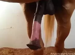 Porno de cavalo ficando com o pau bem grande
