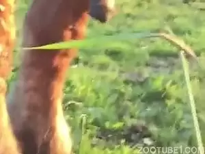 Porno de zoo com animais fazendo sexo no mato