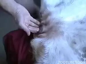 Porno zoo de marido passando a mão na cadelinha
