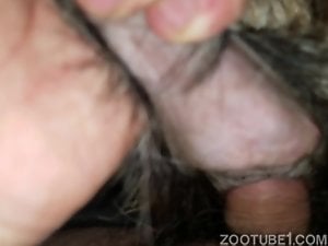 Porno zoofilia com animal participando de uma putaria