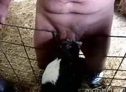 Video caseiro de homem excitado em casa com animal