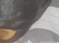 Video de cachorro olhando sua dona mamar rola dura
