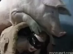 Video de mulher fazendo sexo com o seu porco favorito
