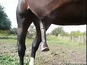 Video de rola enorme do cavalo preto no pasto