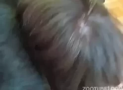 Video de sexo com muitos jatos de porra em animal