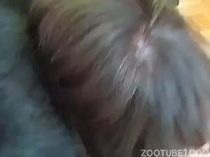 Video de sexo com muitos jatos de porra em animal