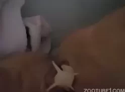 Video de zoofilia cadela excitada querendo rola grande