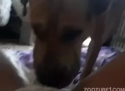 Cachorro com a rola do dono dentro da sua boca